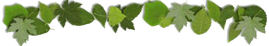 leaf-border-top